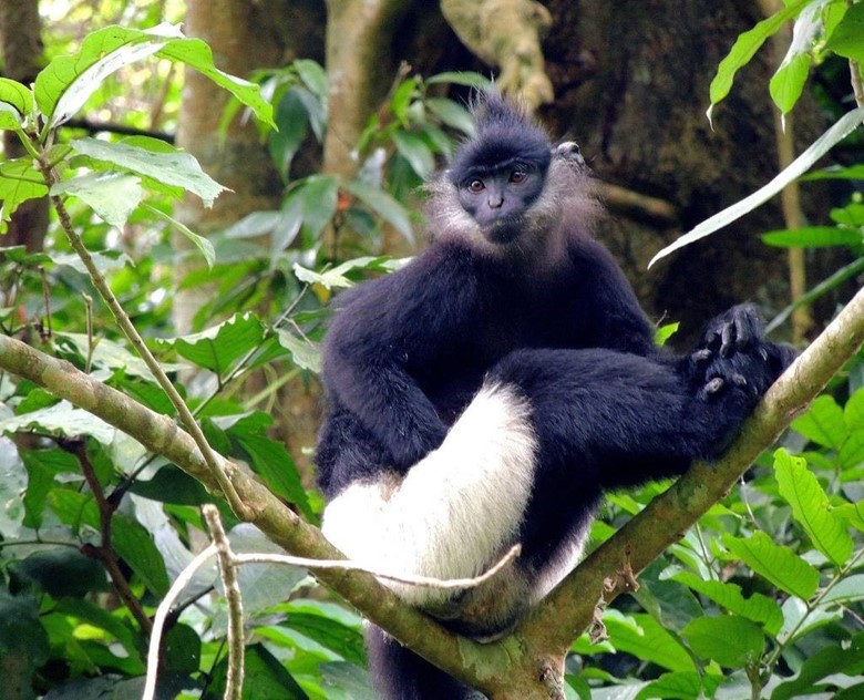 Picture of Cuc Phuong National Park One Day Tour