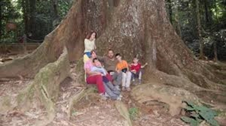 Picture of Cuc Phuong National Park One Day Tour